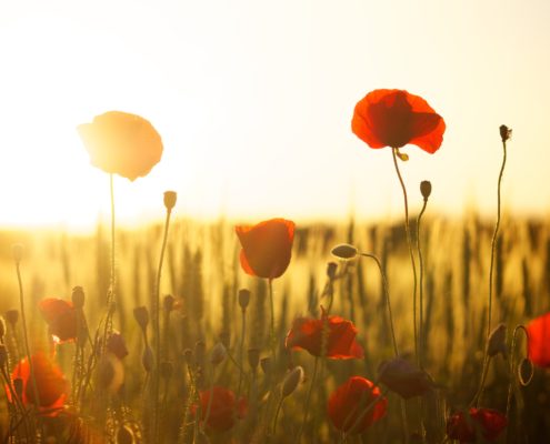 royal-british-legion-poppy-appeal